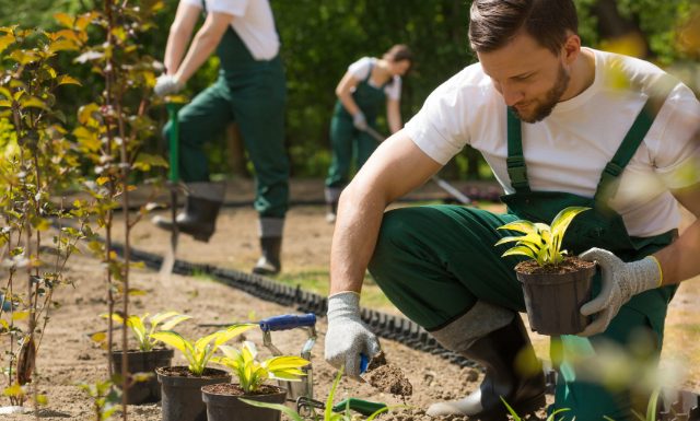 Grounds Maintenance and Associated Services